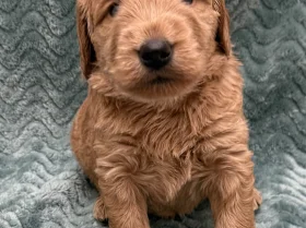 Goldendoodle