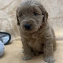 Goldendoodle