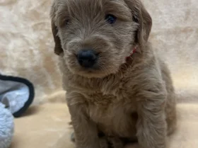 Goldendoodle