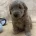 Goldendoodle