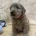 Goldendoodle