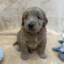 Goldendoodle