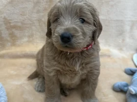 Goldendoodle