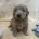 Goldendoodle