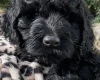 Goldendoodle