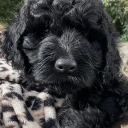Goldendoodle