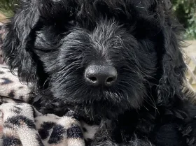 Goldendoodle
