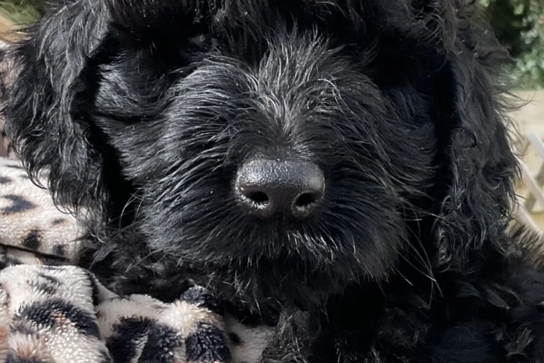 Goldendoodle