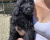 Goldendoodle