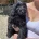 Goldendoodle