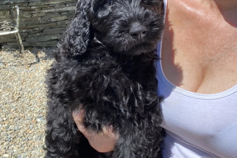 Goldendoodle