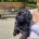Goldendoodle
