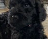 Goldendoodle