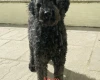 Goldendoodle