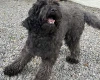 Goldendoodle