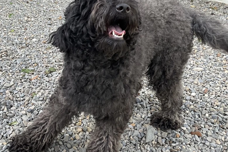 Goldendoodle