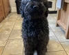 Goldendoodle