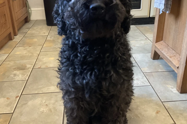 Goldendoodle