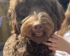 Goldendoodle