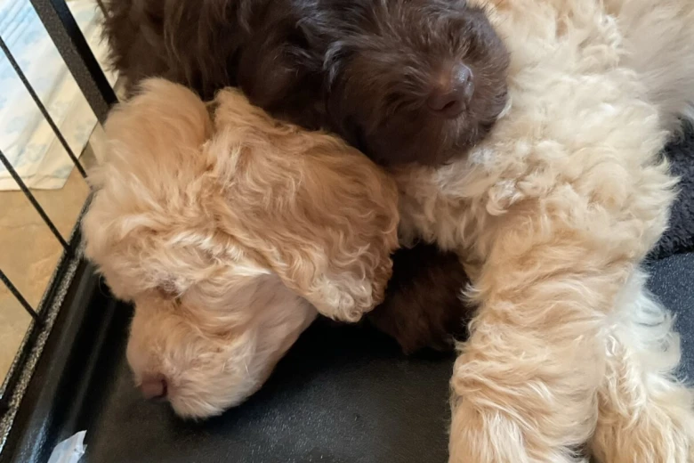 Goldendoodle