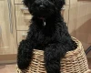 Goldendoodle