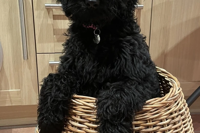 Goldendoodle