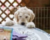Goldendoodle