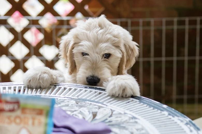 Goldendoodle