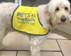 Goldendoodle
