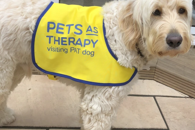 Goldendoodle