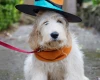 Goldendoodle
