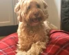 Goldendoodle