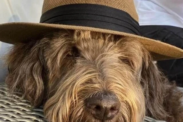 Goldendoodle