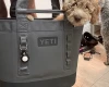 Goldendoodle