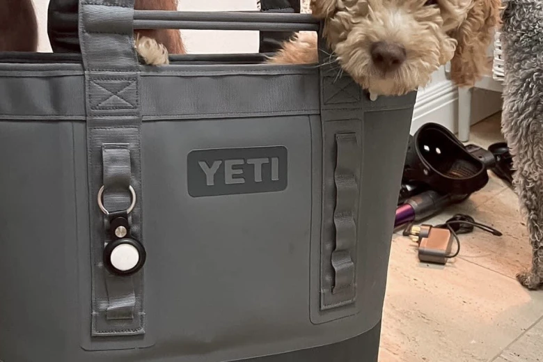 Goldendoodle