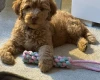 Goldendoodle