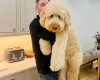 Goldendoodle