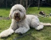 Goldendoodle