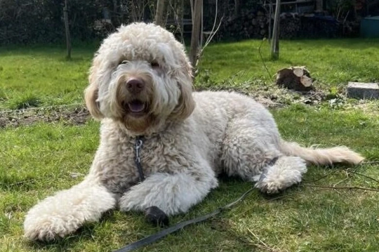 Goldendoodle