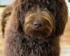 Goldendoodle