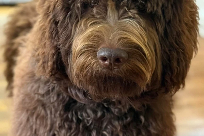 Goldendoodle