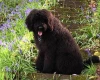 Goldendoodle
