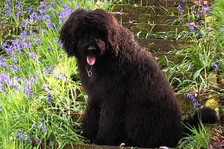Goldendoodle