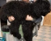 Goldendoodle