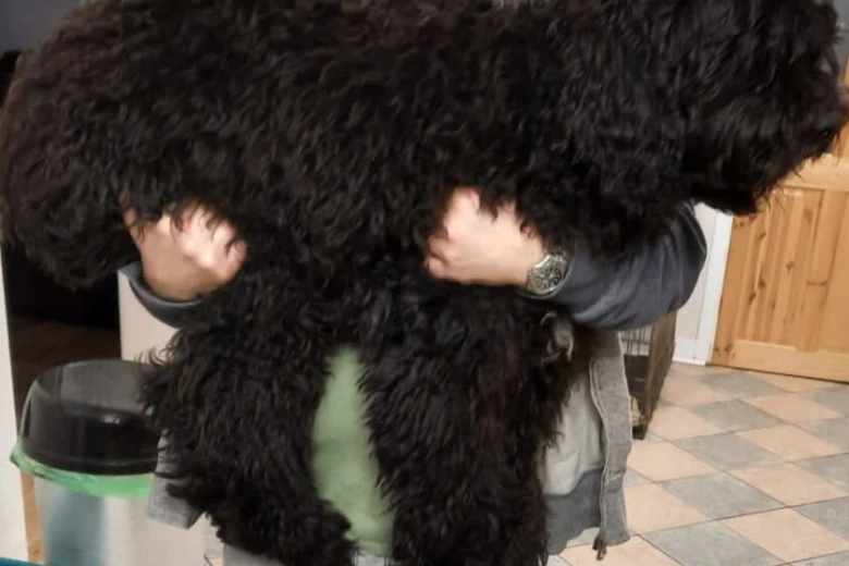 Goldendoodle