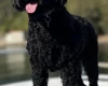 Goldendoodle