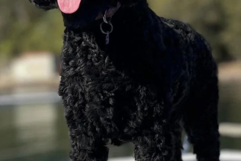 Goldendoodle