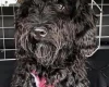 Goldendoodle