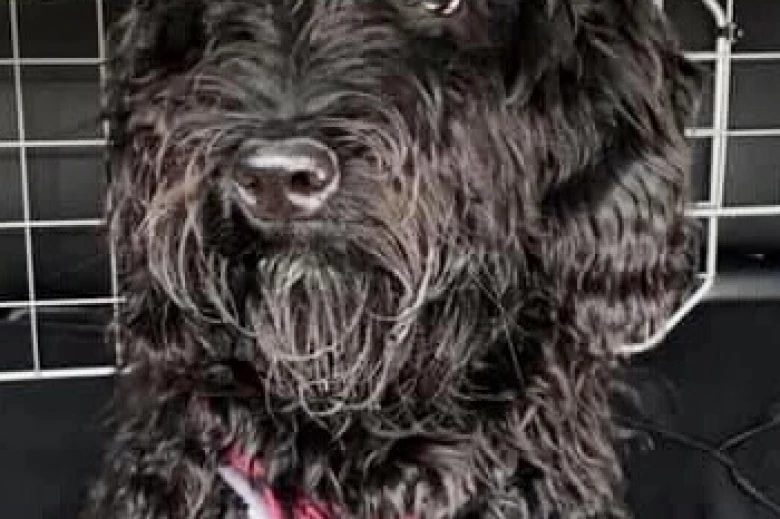 Goldendoodle