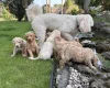 Goldendoodle